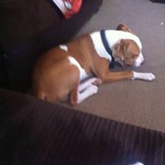 Angel Adan-Echeverria