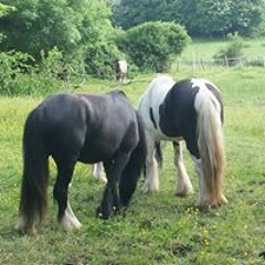 Anthony Moley Cassidy