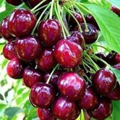 منار تميم