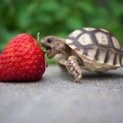 I don't think that means what you think it means