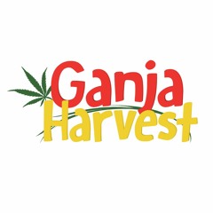 Ganja Harvest