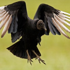 Black Vulture Music