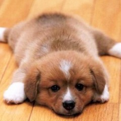 RP Wrastling Podcast