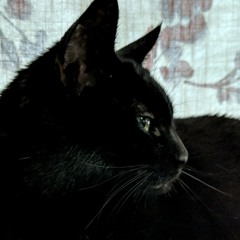 Chauntelle K-Lynn Nelson