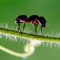 Nameless ant