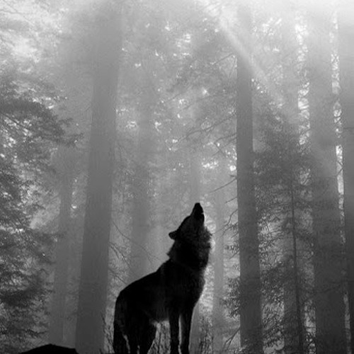 Stream Wolf From The Woods music | Listen to songs, albums, playlists for  free on SoundCloud