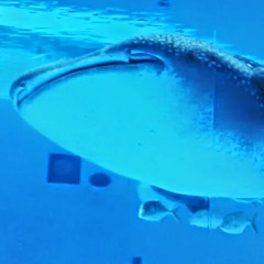 Atsuko Fujino (だい)