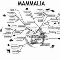 mammals