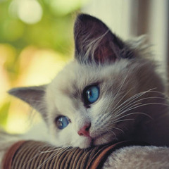 CleoTheCat