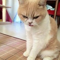 Tùng Bùi