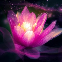 Lotus Dreams