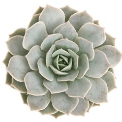 The Prickly Pair Podcast