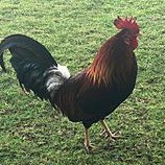 Young rooster