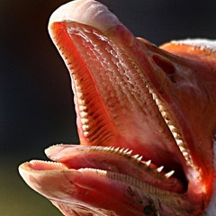 Geese Teeth