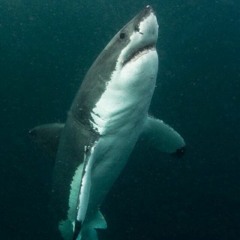 Sharkeater