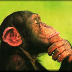 A Chimpanzee in thinking