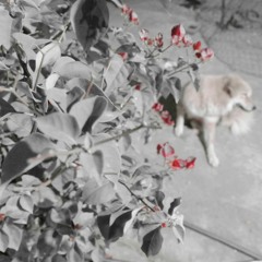 NHẠC ACOUSTIC TÂM TRẠNG SÂU LẮNG -- ACOUSTIC CHO NGƯỜI TRƯỞNG THÀNH -- KHI NGƯỜI LỚN CÔ ĐƠN