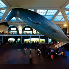 Hossain Sakib Uchchal