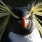The Emperor Penguin