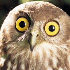 Jake Ross (KRconiclez)