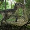 Raptors?