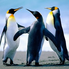 Los menonas penguins