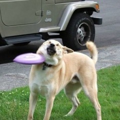 ANormalDoge