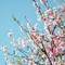 peach trees