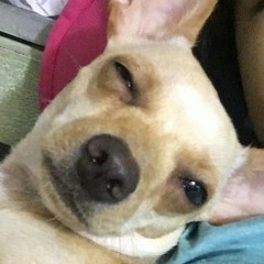 sam