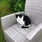 Minette