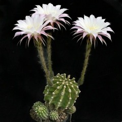 Cactus Flowers