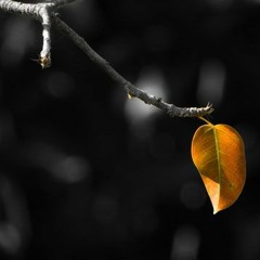 (Cover) Cau Tra Loi Duy Nhat