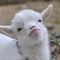 Sleepless Goat