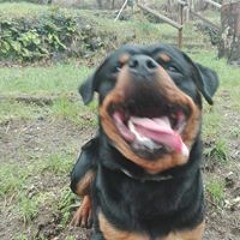 napo
