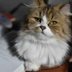 MEOWPUNCH