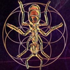 Ants of Trance