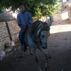 fady hany