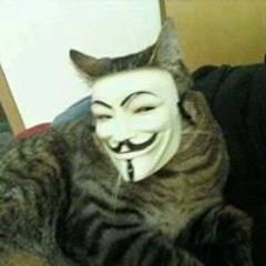 anonymous cat
