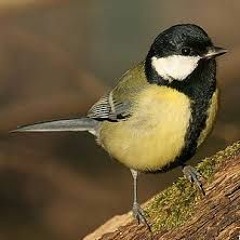 Tit