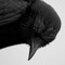 🧡lil crow🖤