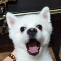 언니네 이발관