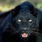 Sawi Black Tiger