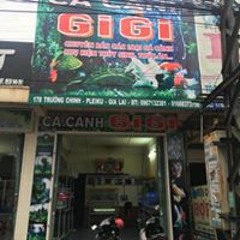 Cá Cảnh Gigi