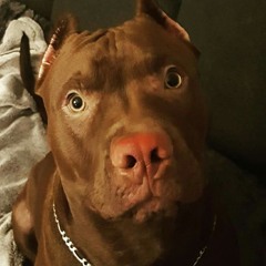 Kamill