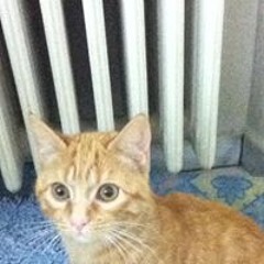 Tino Micio