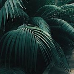 Pteris