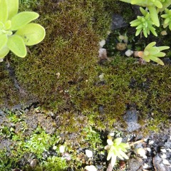 mossLeaf