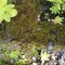 mossLeaf