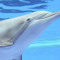 XxdolphinxX COD
