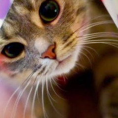 Евгений Волошин